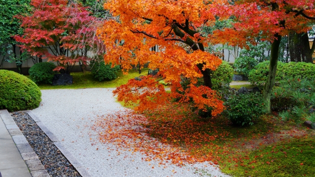正伝永源院の方丈前庭園の見ごろの綺麗な紅葉