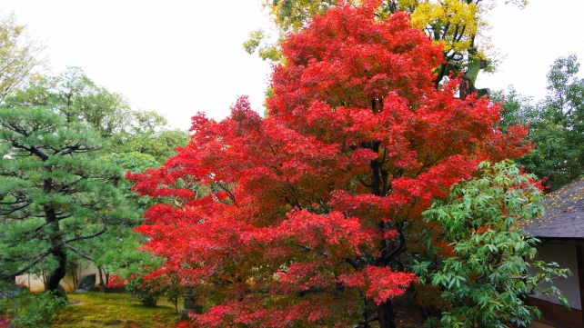 正伝永源院の見ごろをむかえた方丈前池泉回遊式庭園の紅葉