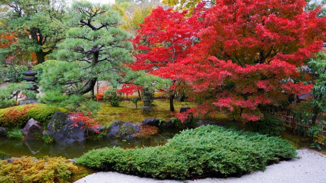 正伝永源院の方丈前庭園の見ごろの紅葉