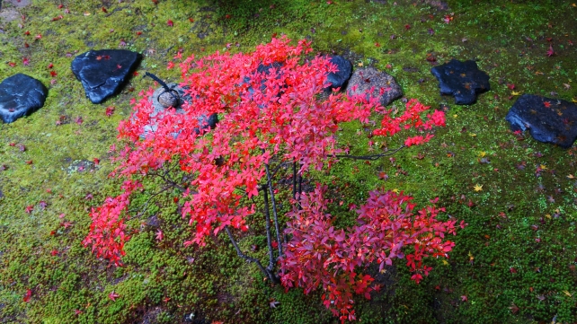 建仁寺塔頭の正伝永源院の方丈前庭園の見ごろの紅葉