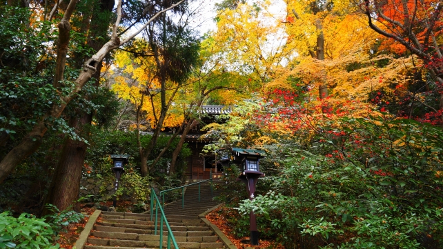 長楽寺の本堂前石段の見ごろの紅葉