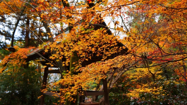 長楽寺の鐘楼と美しい紅葉