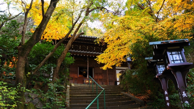 長楽寺の本堂と見ごろの紅葉