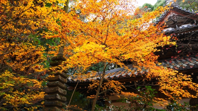 長楽寺の本堂横の鮮やかな紅葉