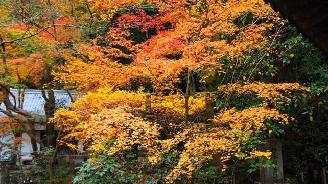 長楽寺の本堂横の美しい紅葉