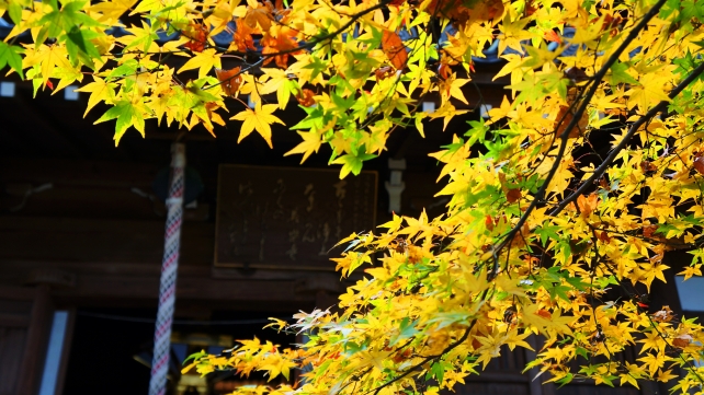 京都長楽寺の本堂と美しい紅葉