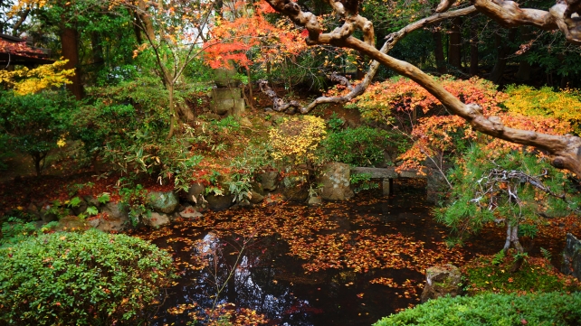 京都長楽寺の庭園（相阿弥作の園池）と鮮やかな散りもみじ