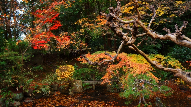 長楽寺の相阿弥作の園池と美しい紅葉