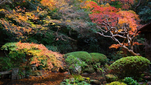 長楽寺の庭園（相阿弥作の園池）と見ごろの紅葉