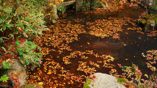 長楽寺の庭園（相阿弥作の園池）と癒しの紅葉