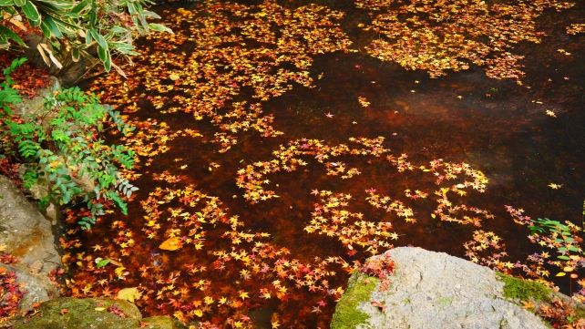 長楽寺の庭園（相阿弥作の園池）と癒される紅葉