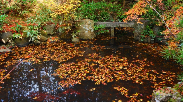 長楽寺の庭園（相阿弥作の園池）と落ち着く紅葉
