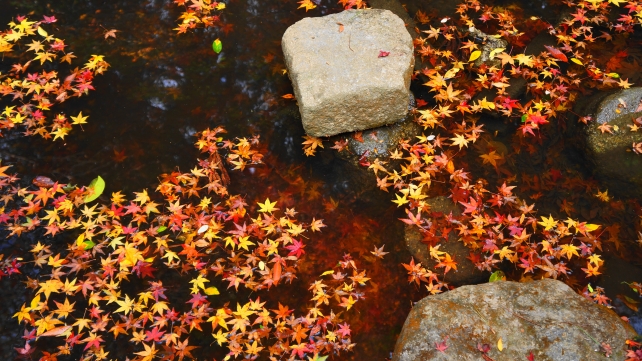 長楽寺の相阿弥作の園池のきれいな散り紅葉