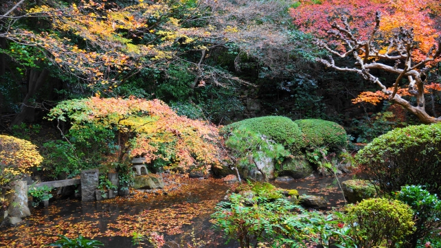長楽寺の庭園（相阿弥作の園池）の晩秋の紅葉