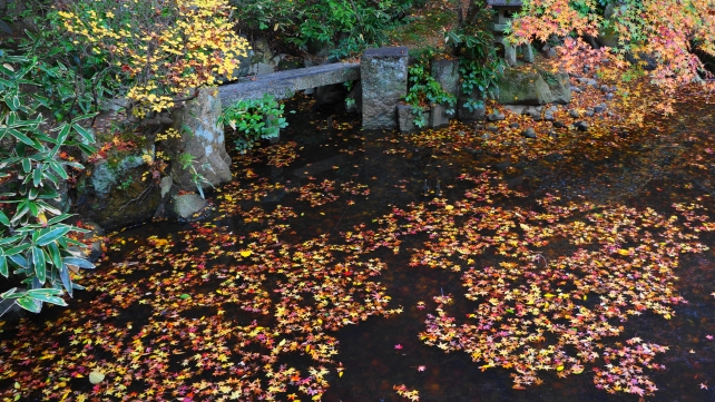 長楽寺の庭園（相阿弥作の園池）と優しい紅葉