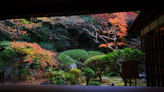 京都長楽寺の晩秋の庭園（相阿弥作の園池）と見ごろの鮮やかな紅葉