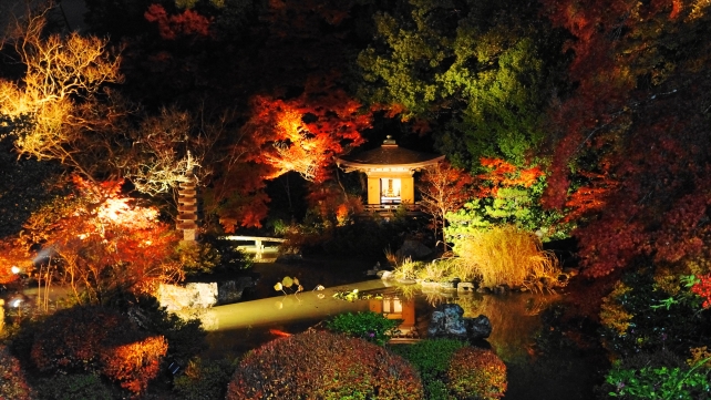 毘沙門堂の晩翠園の鮮やかな紅葉ライトアップ