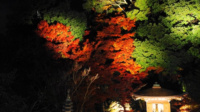 毘沙門堂の晩翠園の緑と赤の紅葉ライトアップ