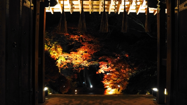 京都山科毘沙門堂の薬医門の鮮やかな紅葉ライトアップ