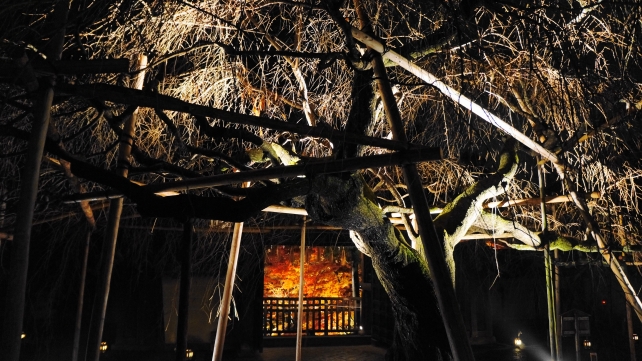 毘沙門堂の勅使門と桜の木のライトアップ