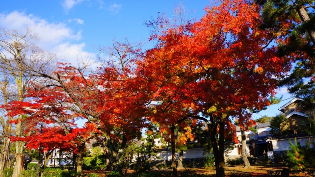 建仁寺の法堂前の美しい見ごろの紅葉