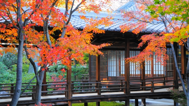 建仁寺の潮音庭の見ごろの美しい紅葉
