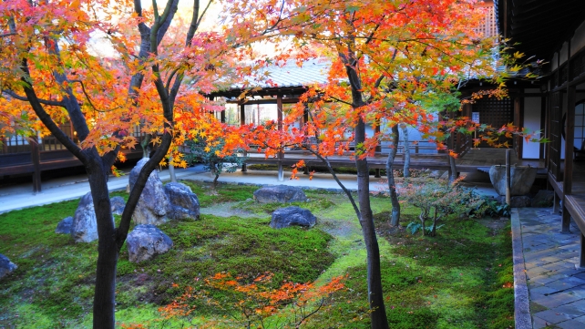 建仁寺の潮音庭の優美な見ごろの紅葉