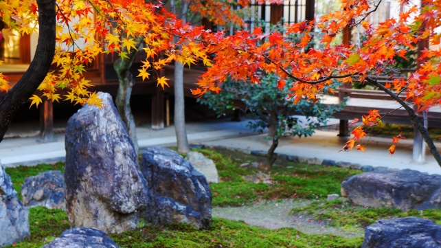 建仁寺の中庭の潮音庭の優雅な見ごろの紅葉