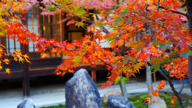 紅葉の隠れた名所の建仁寺の美しい潮音庭の見ごろの紅葉