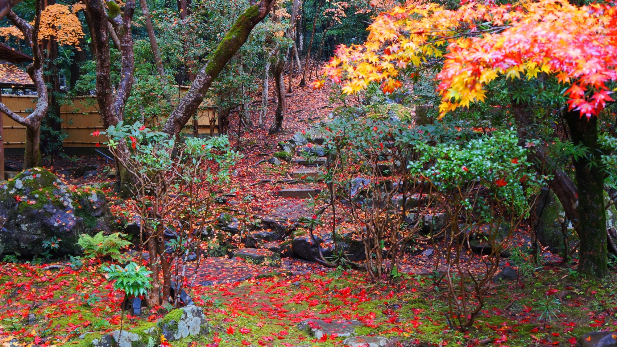 Beautiful Autumn Leaves of Seiken-ji Temple in a Hidden Temple in Kyoto