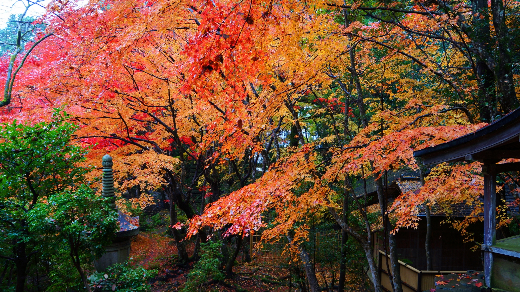 栖賢寺のひっそりとした庭園の鮮やかな紅葉