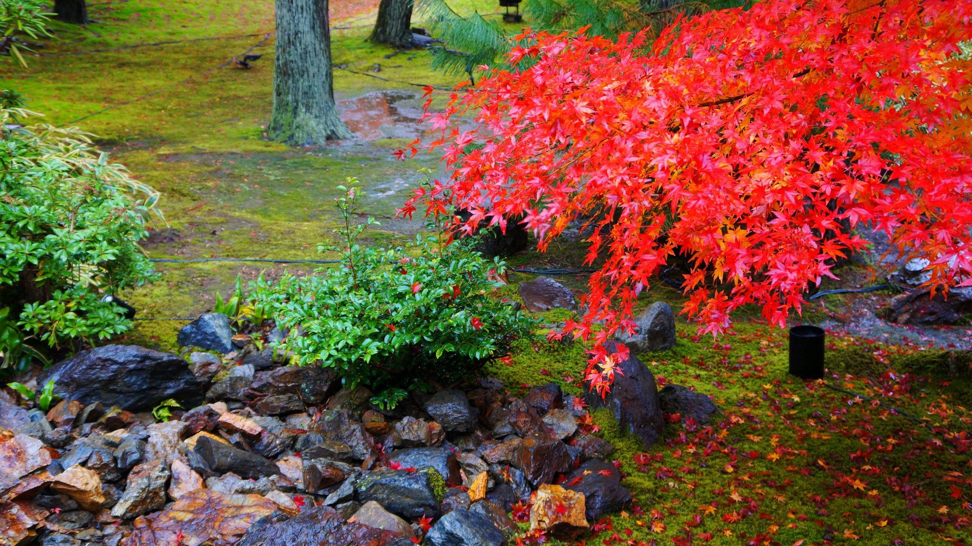 破岩の松とふりそそぐ真っ赤な紅葉