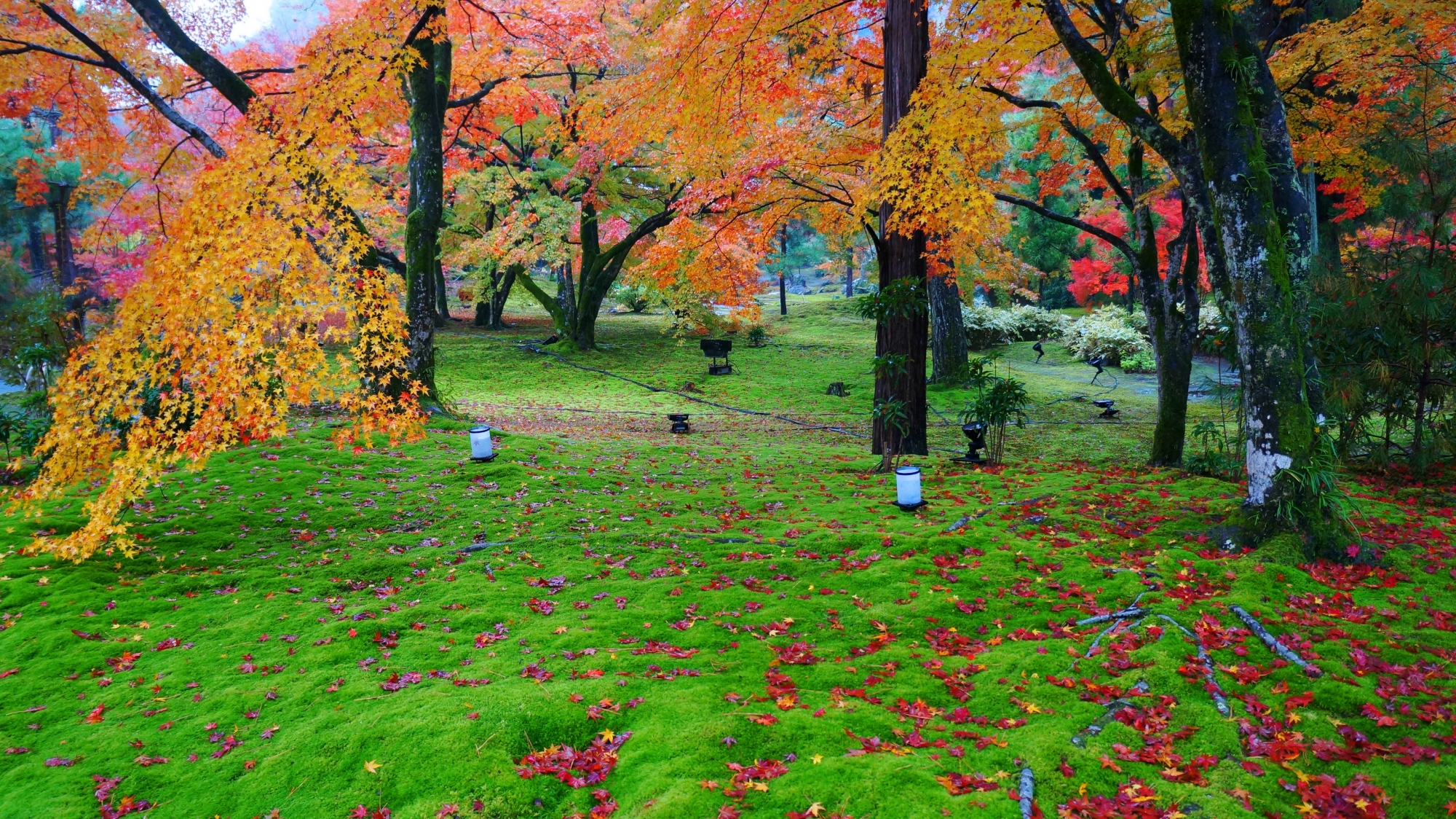Beautiful autumnal leaves garden of Hogon-in Temple in Kyoto