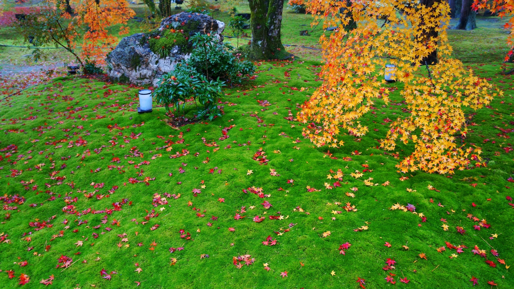 宝厳院の味がある色とりどりの紅葉や苔