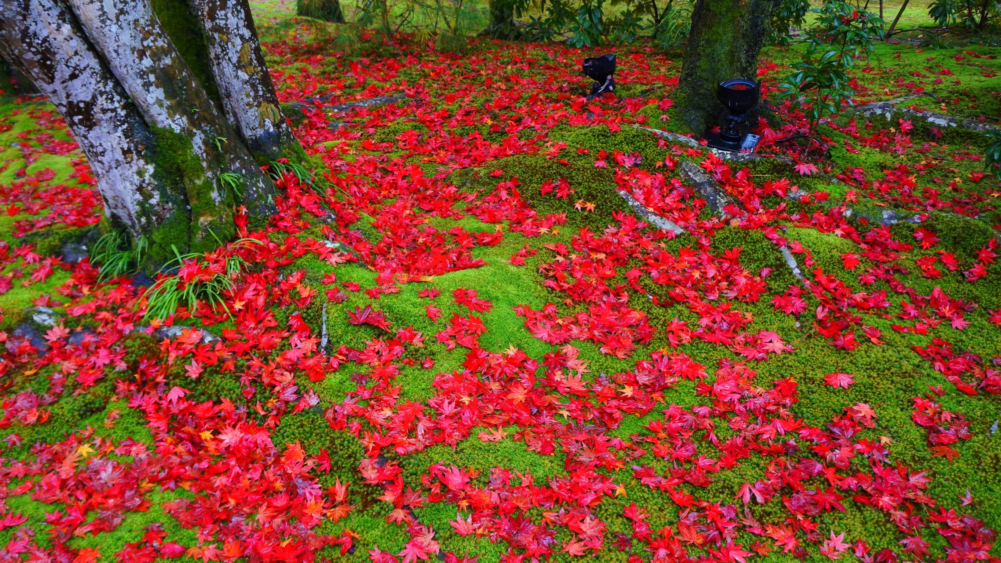 宝厳院の圧巻の散り紅葉