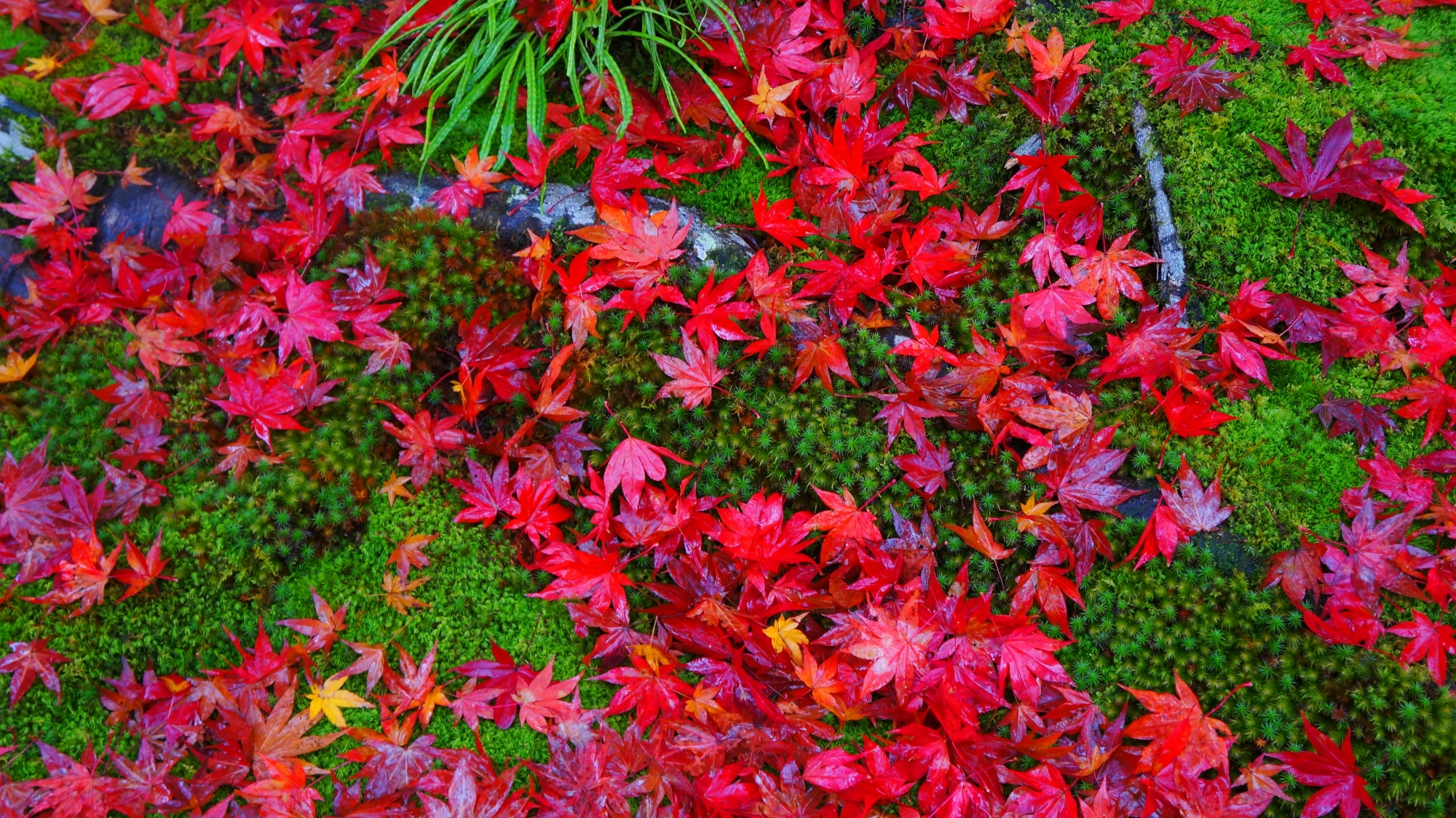 緑の苔に映える鮮烈な赤さの散紅葉