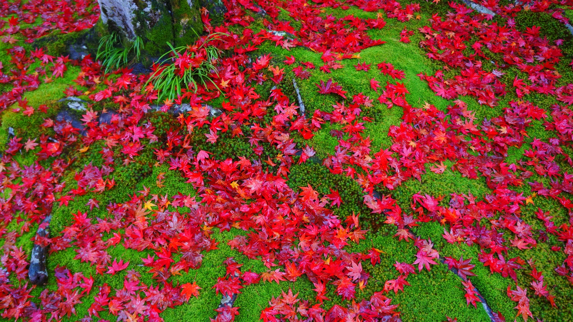 宝厳院の雨で美しさが増す紅葉