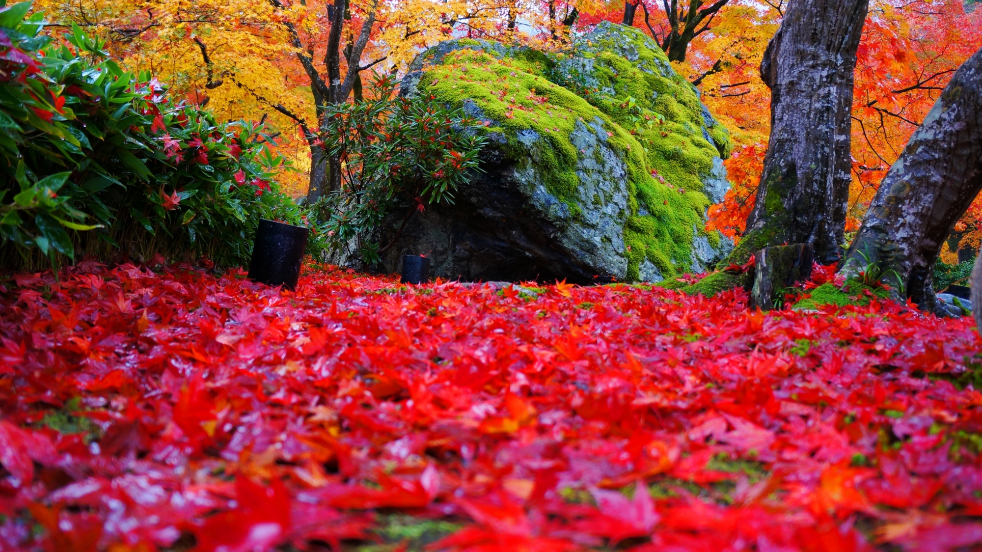 宝厳院の獅子岩と赤い紅葉の絨毯