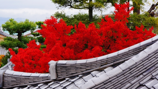 京都法輪寺（だるま寺）の衆聖堂二階から眺めた見ごろの紅葉