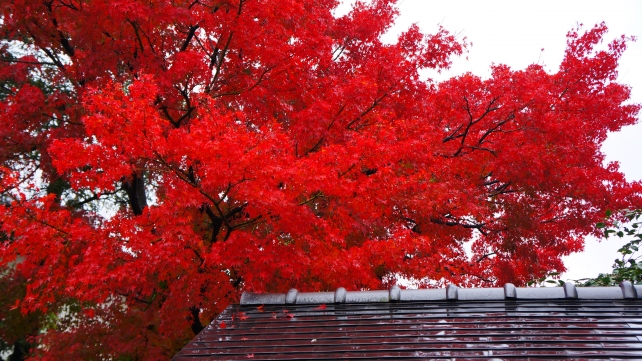 法輪寺 本堂横 見ごろの紅葉 2014年11月