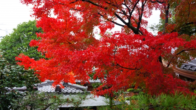 達磨寺の本堂横の見ごろの紅葉 11月25日