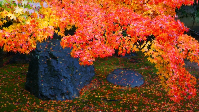 法輪寺（だるま寺）の本堂前庭園（方丈前庭園）と見ごろの紅葉と散り紅葉