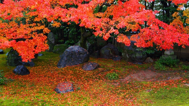 だるま寺 方丈前庭園 見ごろの紅葉