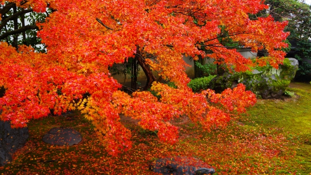 法輪寺（だるま寺）の本堂前庭園（方丈前庭園）と見ごろの紅葉と散りもみじ