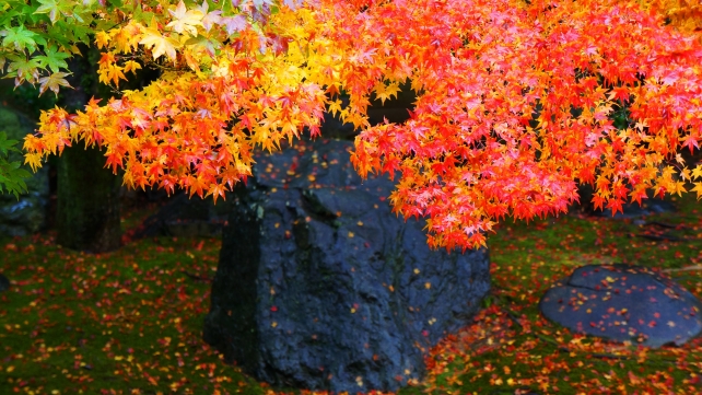 だるま寺の方丈前庭園と見ごろの紅葉と散りもみじ 11月25日
