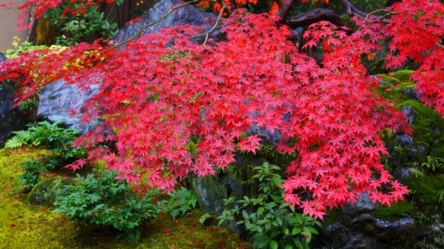 達磨寺 方丈前庭園 見ごろの紅葉 11月