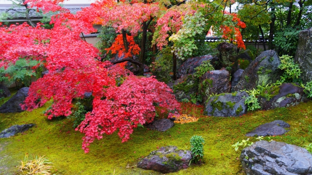 達磨寺の本堂前庭園と見頃の紅葉