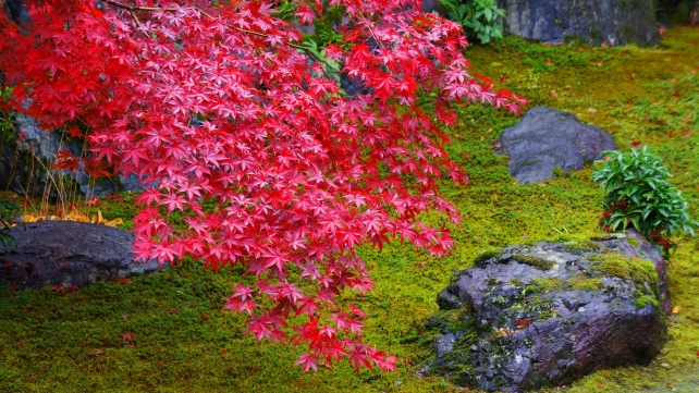 だるま寺の本堂前庭園と見頃の紅葉
