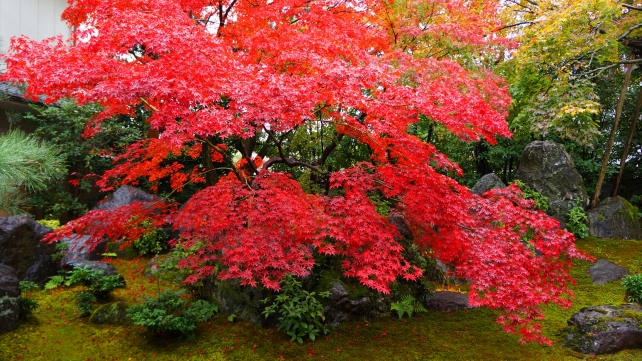 法輪寺（だるま寺）の本堂前庭園（方丈前庭園）と見頃の紅葉