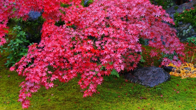 法輪寺（だるま寺）の本堂前庭園（方丈前庭園）と見頃の紅葉と苔 2014年11月25日
